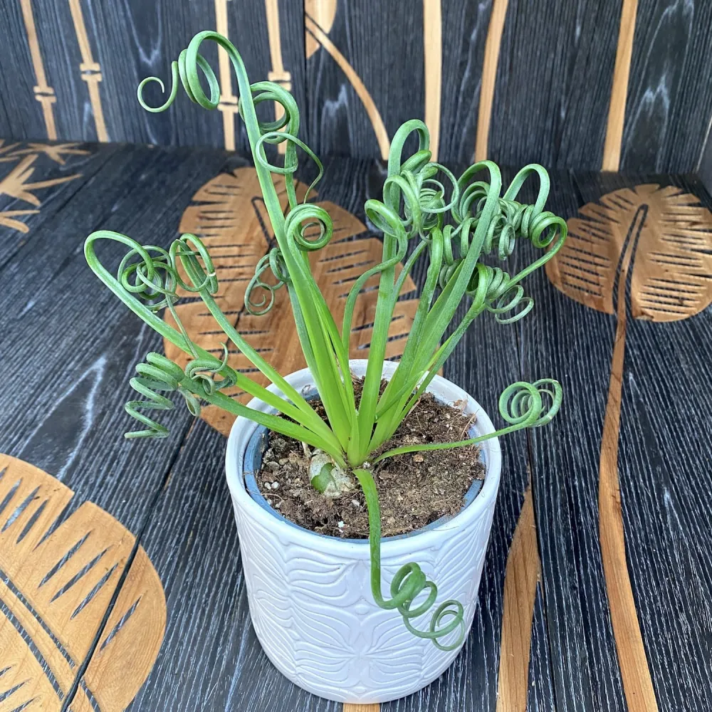 Albuca spiralis Frizzle Sizzle