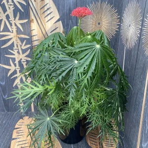 Jatropha multifida ( coral plant)