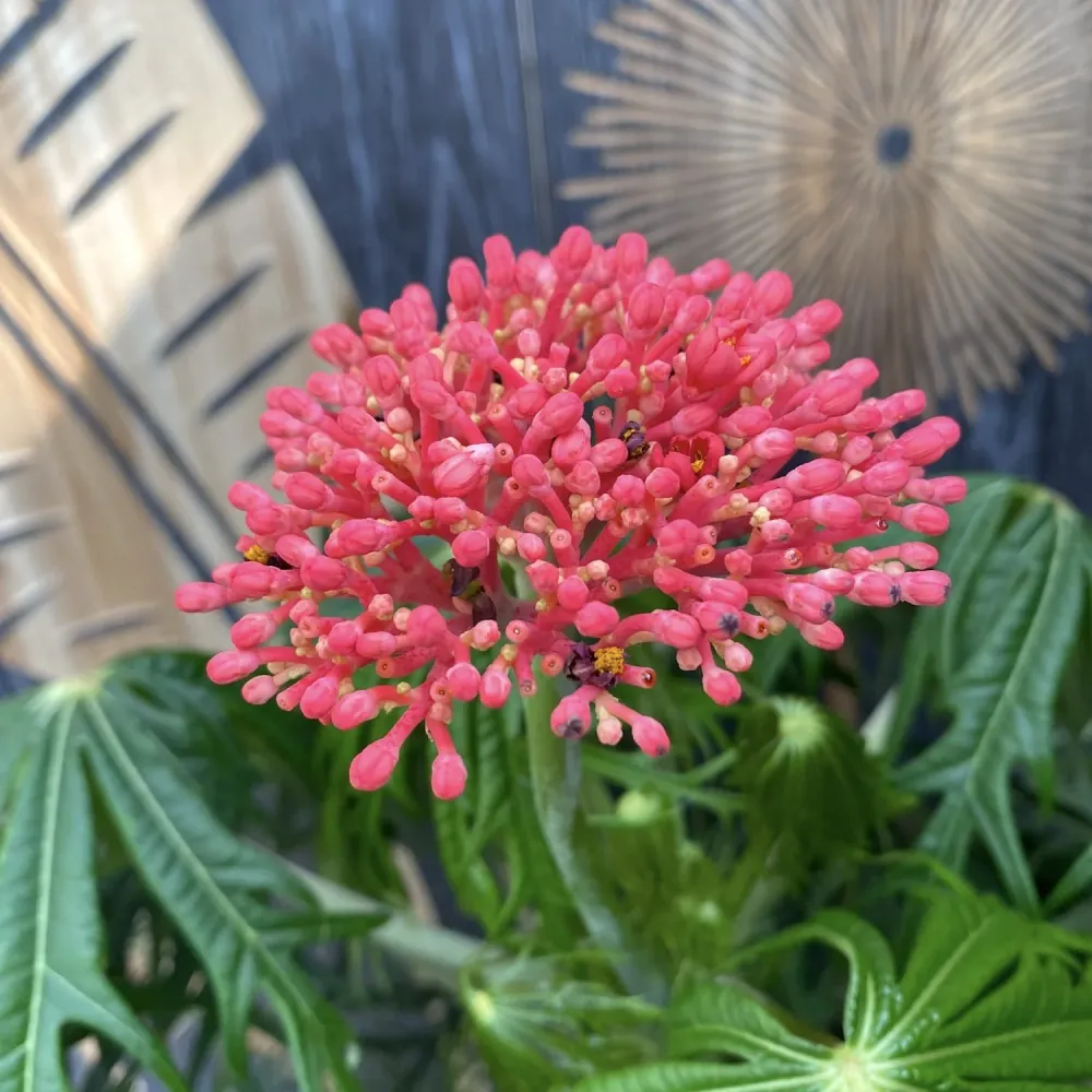 Jatropha multifida ( coral plant)