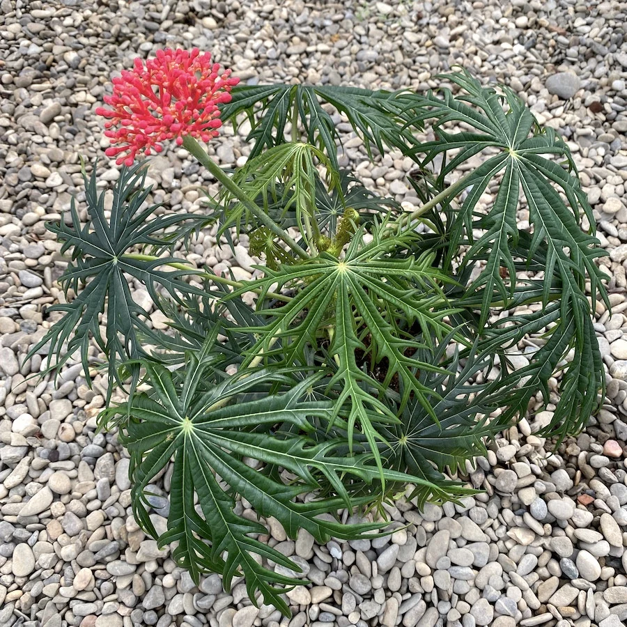 Jatropha multifida ( coral plant)