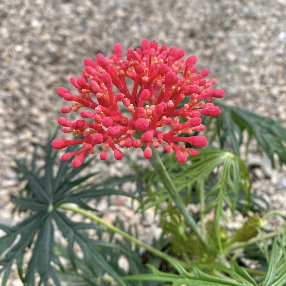 Jatropha multifida ( coral plant)