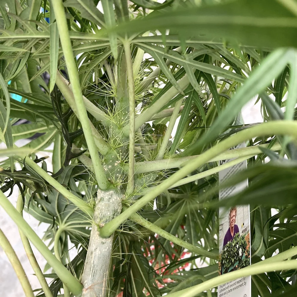 Jatropha multifida ( coral plant)