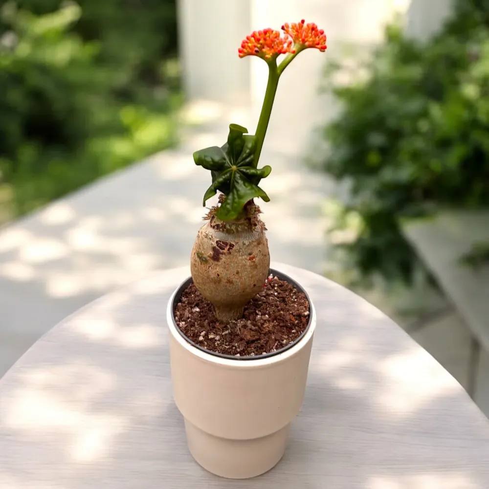Jatropha podagrica (Buddha belly)