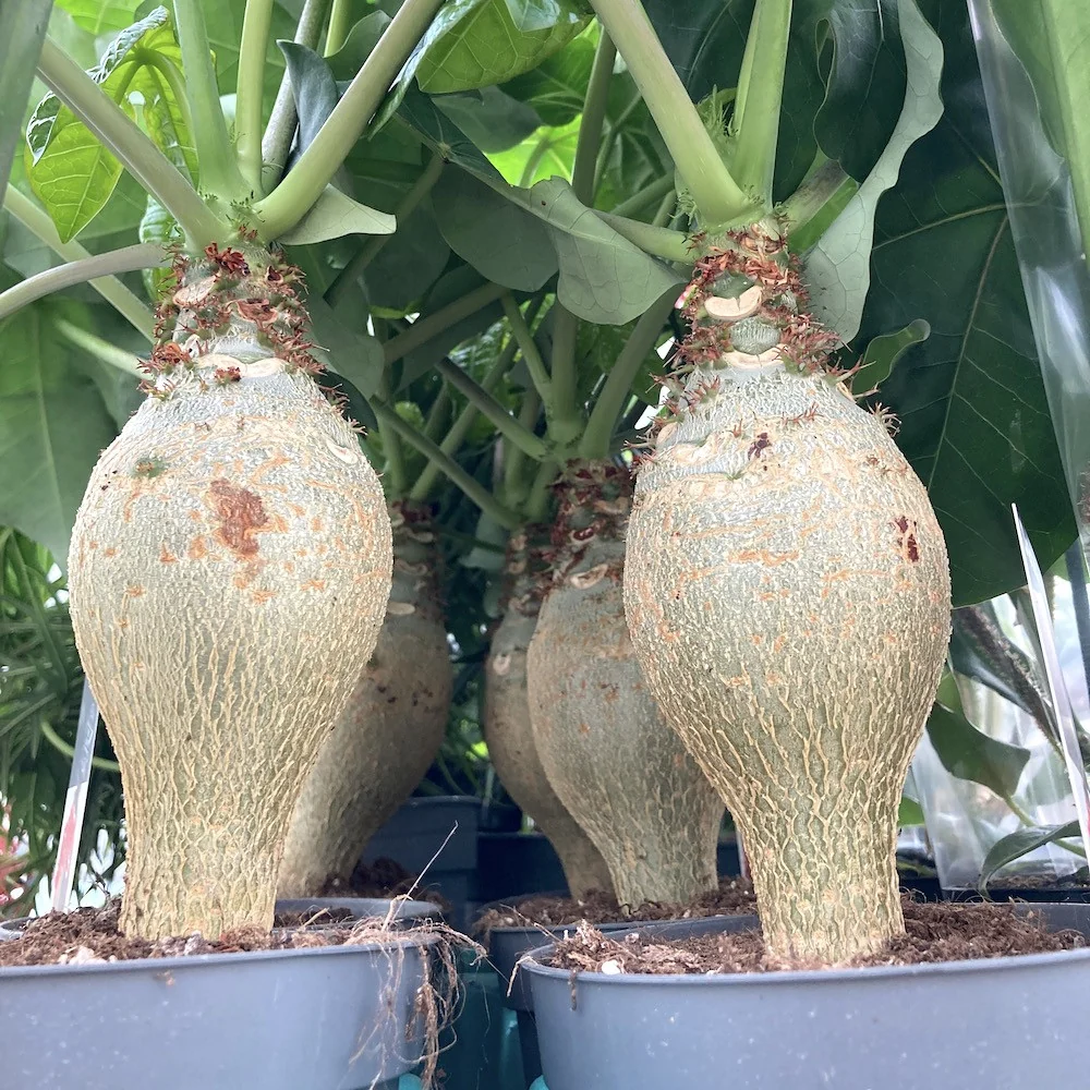 Jatropha podagrica (Buddha belly)