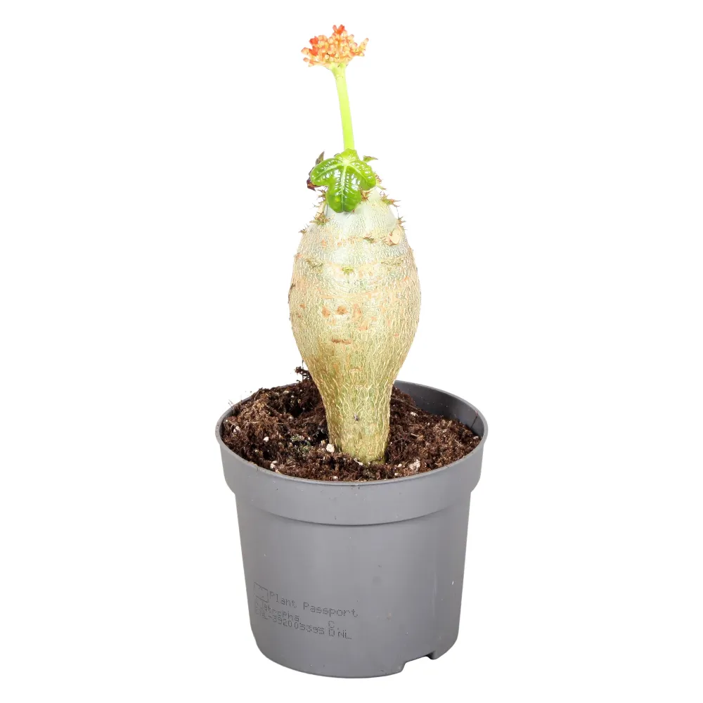Jatropha podagrica (Buddha belly)