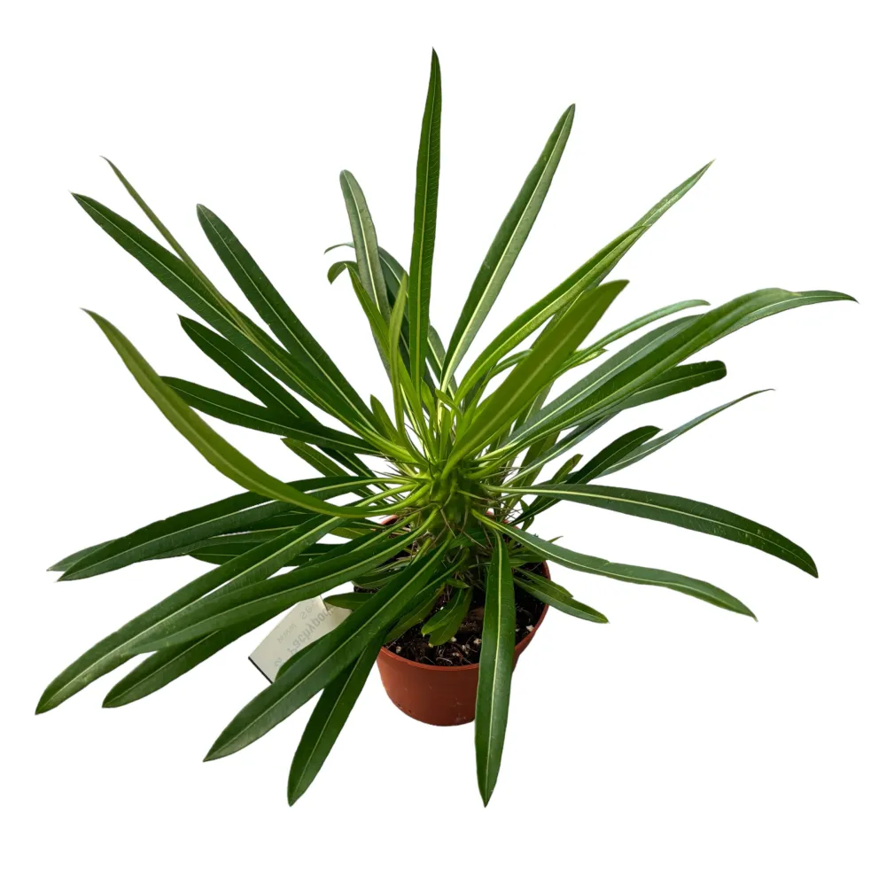 Pachypodium lamerei - palmierul de Madagascar cu aspect exotic si rezistenta ridicata