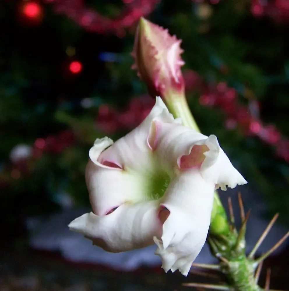 Pachypodium saundersii - exemplare cu caudex format!