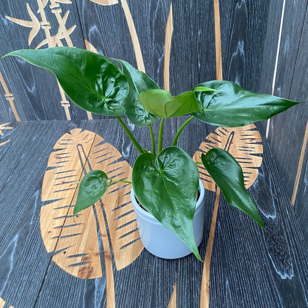 Alocasia Cucullata