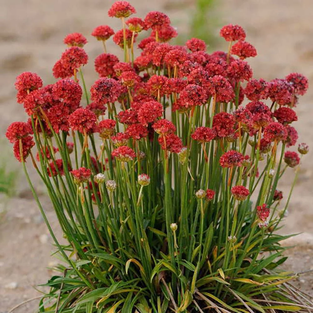 Armeria Red Ballerina