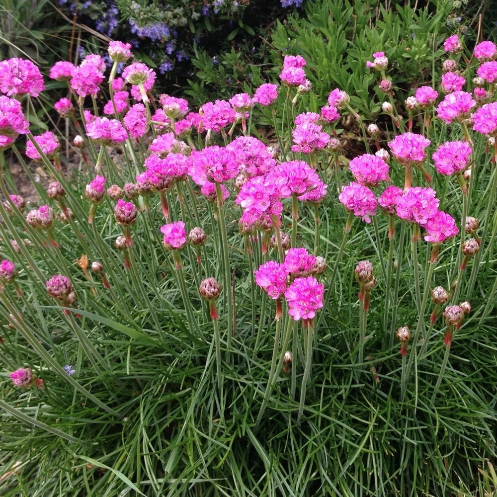 Armeria Splendens, cu flori roz vibrant
