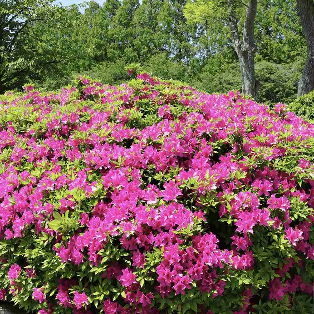 Azaleea japoneza (Rhododendron) Jolie Madame, cu flori roz intens, inflorire primavara, vesnic verde, prefera semi-umbra s...