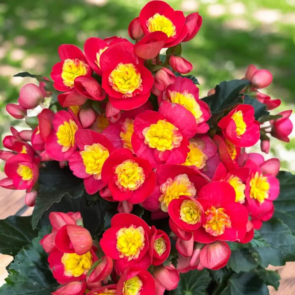 Begonia Valentino Pink – begonie decorativa cu flori roz intens si frunzis luxuriant