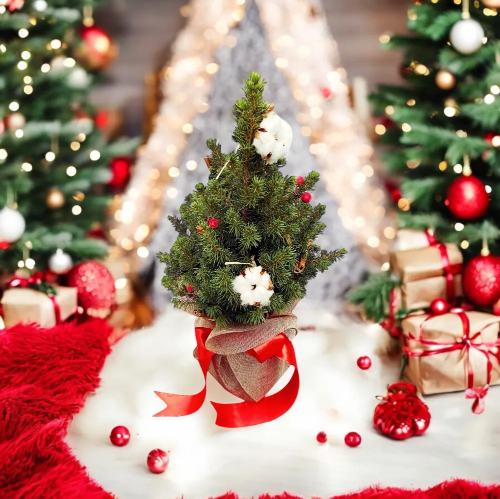 Brad ghiveci impodobit ‘ Christmas Joy’