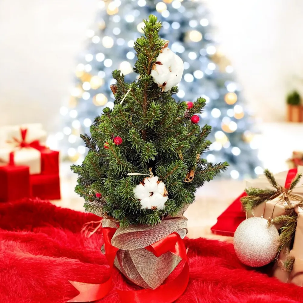 Brad ghiveci impodobit ‘ Christmas Joy’