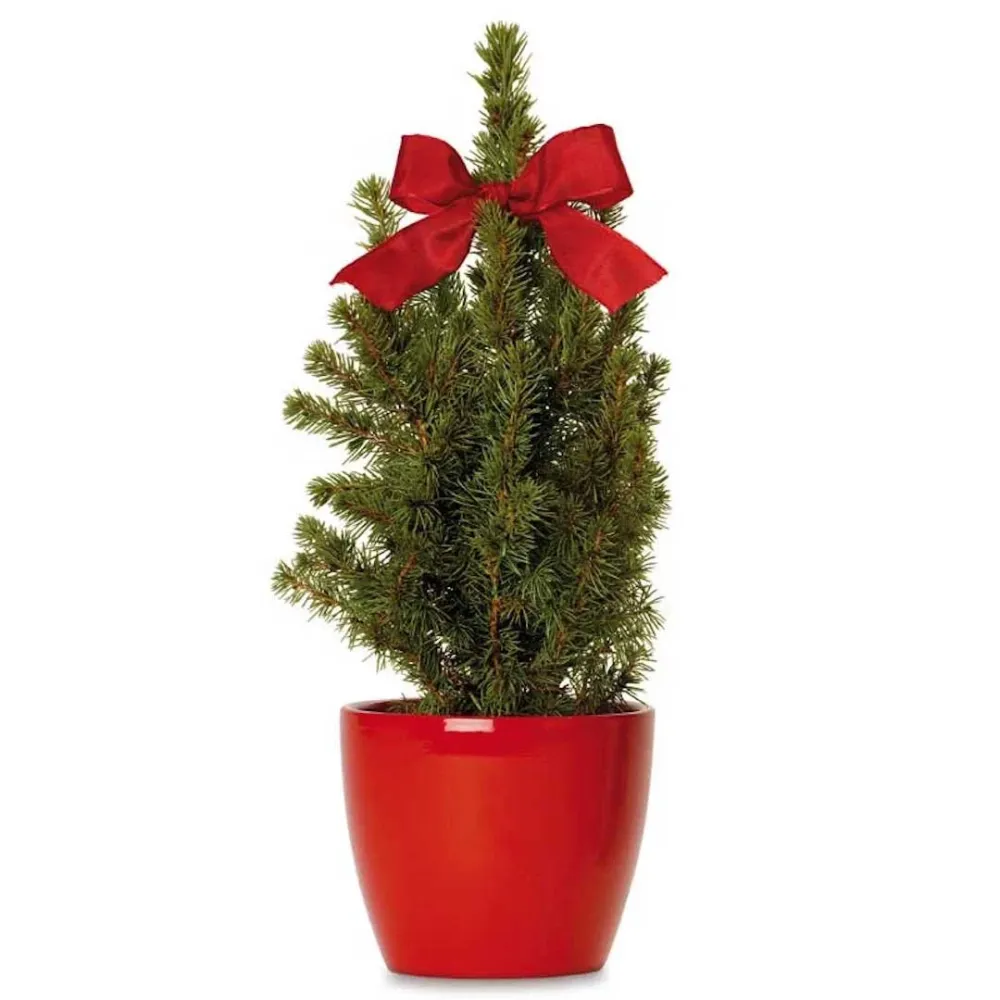 Brad natural ghiveci H40cm, cu vas decorativ rosu