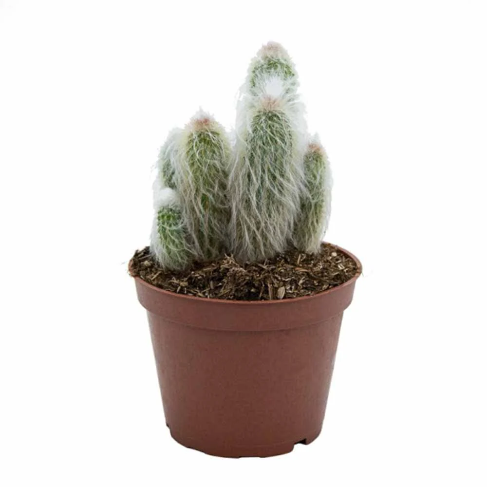 Cactus Alb Omul Batran Lanos Espostoa lanata, 15-20 cm, cu aspect pufos si usor de ingrijit