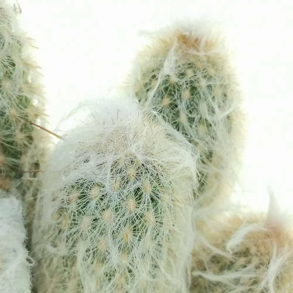 Cactus Alb Omul Batran Lanos Espostoa lanata, 15-20 cm, cu aspect pufos si usor de ingrijit