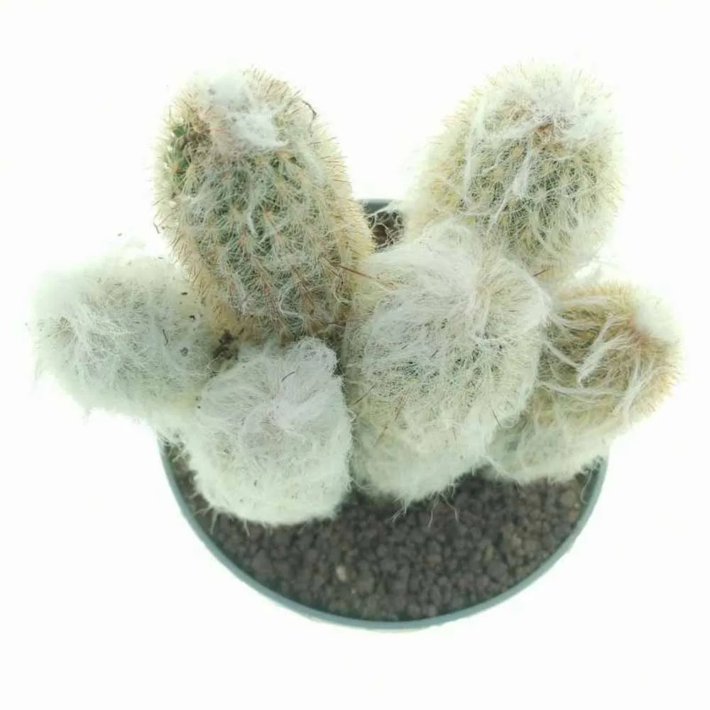 Cactus Alb Omul Batran Lanos Espostoa lanata, 15-20 cm, cu aspect pufos si usor de ingrijit