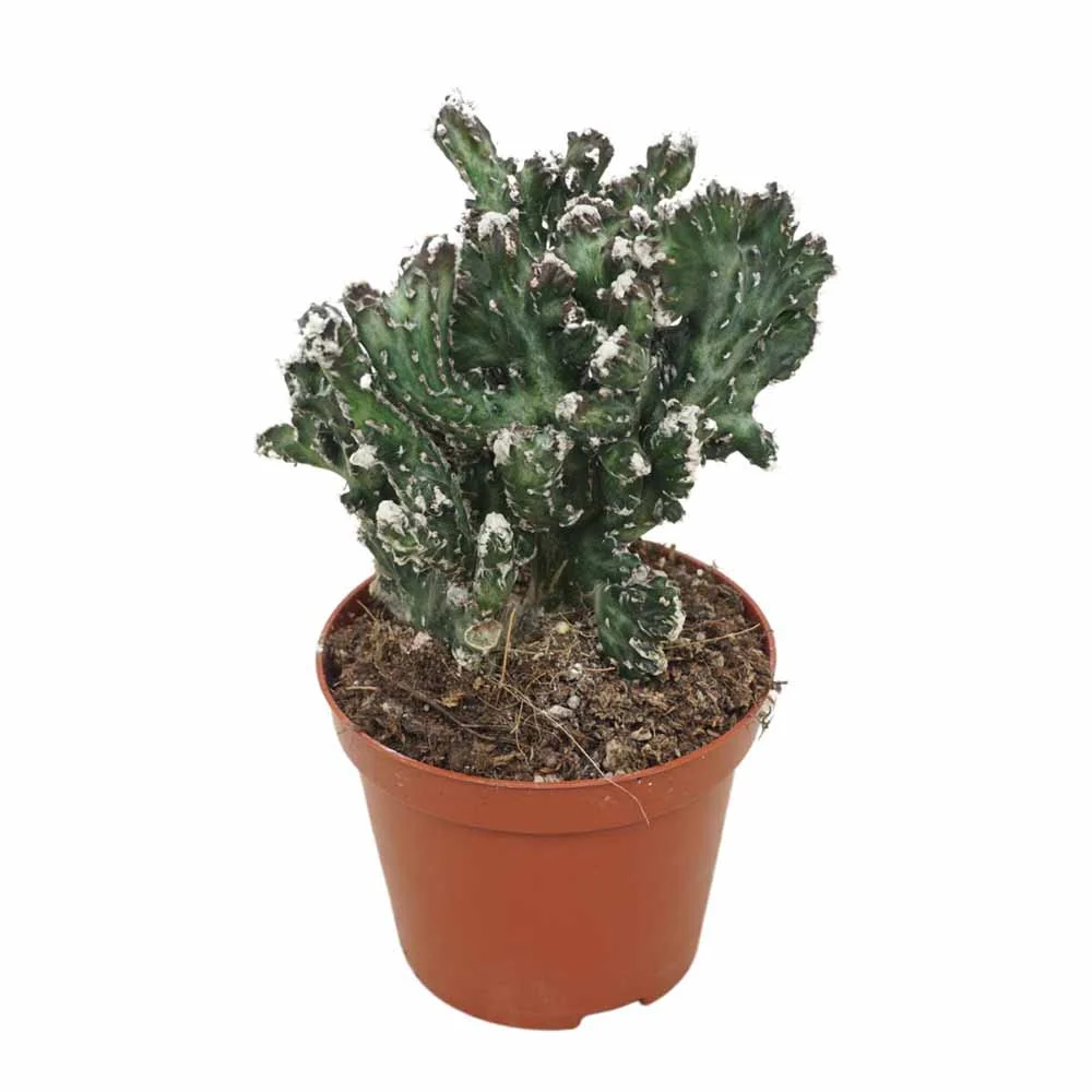 Cactus Crestata Mostruosa, 20 cm, cactus rar de interior sculptural