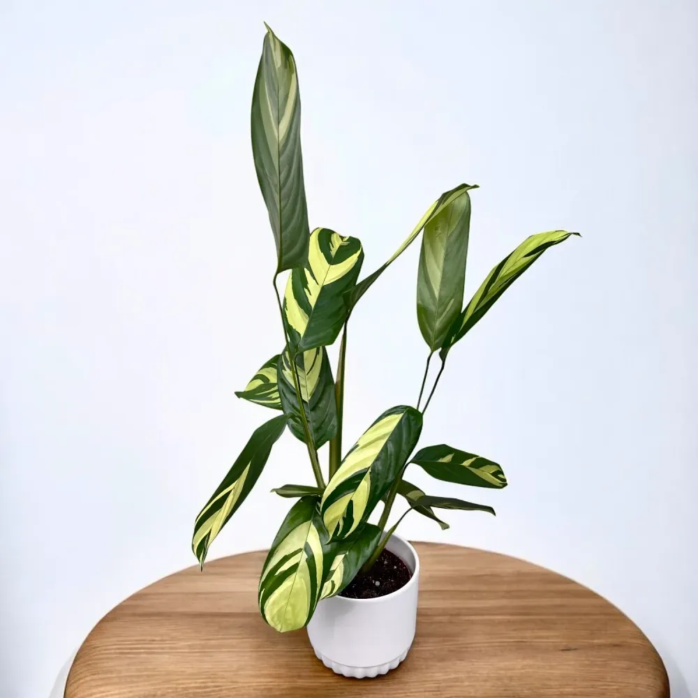 Ctenanthe lubbersiana ‘Golden Mosaic’ - frunzis decorativ de impact, usor de intretinut