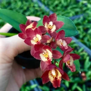 Meshaara Chian-Tzy Ruby 'CT-Golden Chocolate' parfumat