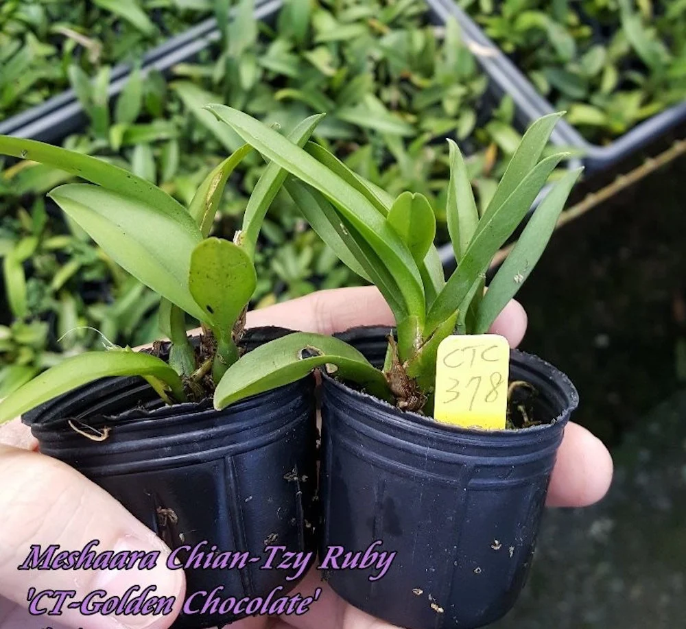 Meshaara Chian-Tzy Ruby 'CT-Golden Chocolate' parfumat