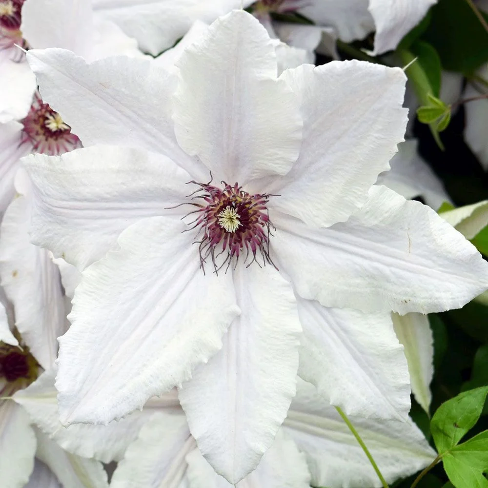 Clematis (Clematita) Snow Queen, planta cataratoare cu flori spectaculoase albe mari, inflorire abundenta primavara-vara