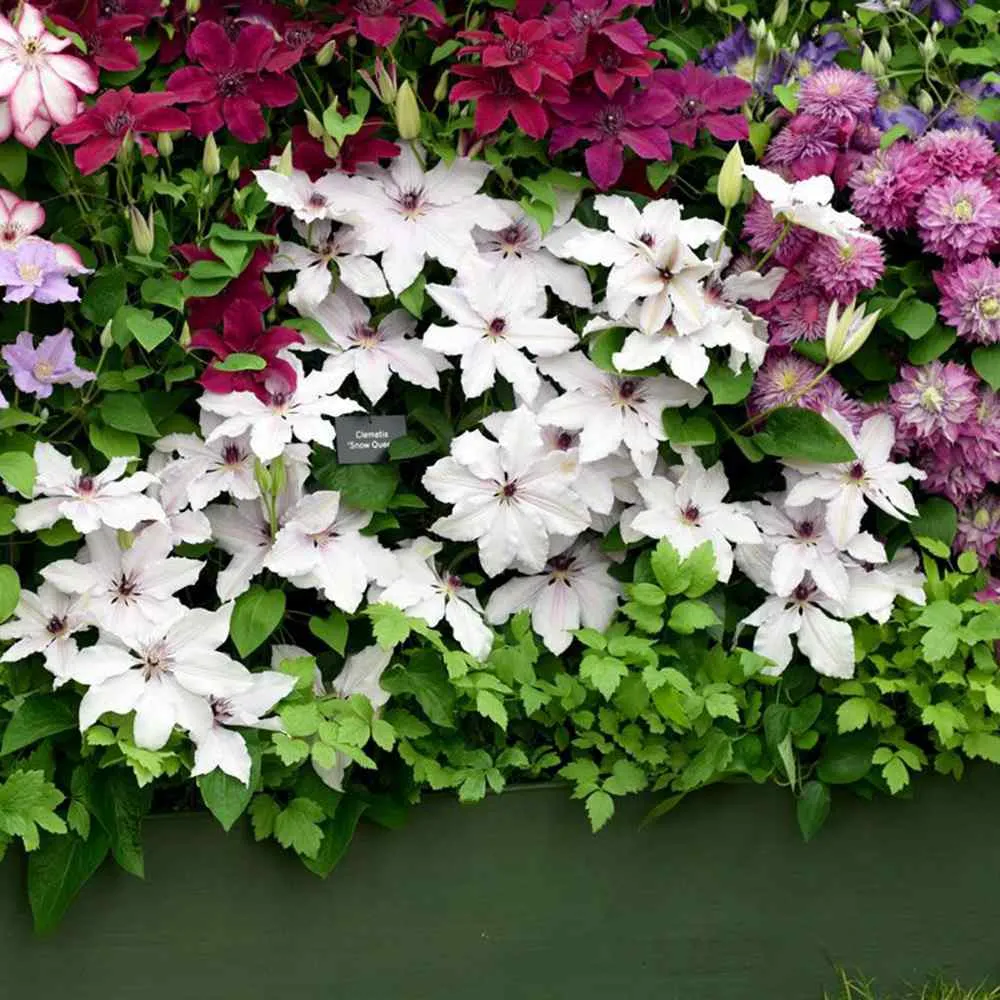 Clematis (Clematita) Snow Queen, planta cataratoare cu flori spectaculoase albe mari, inflorire abundenta primavara-vara