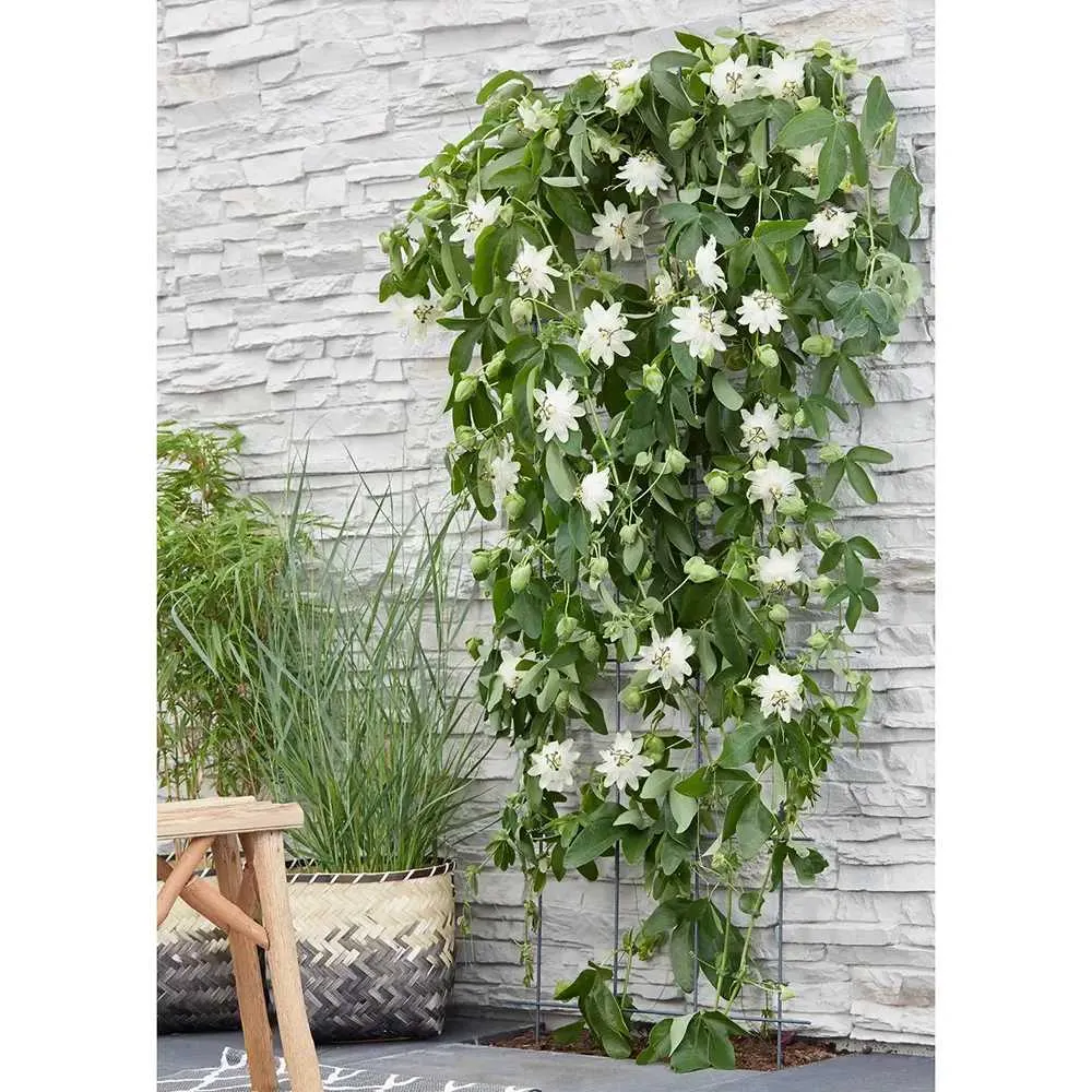 Clematis (Clematita) Snow Queen, planta cataratoare cu flori spectaculoase albe mari, inflorire abundenta primavara-vara