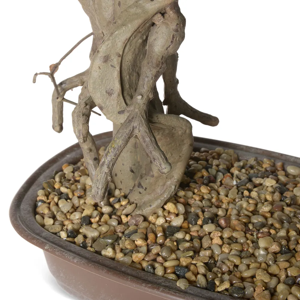 BONSAI Copac artificial în ghiveci, H.66cm