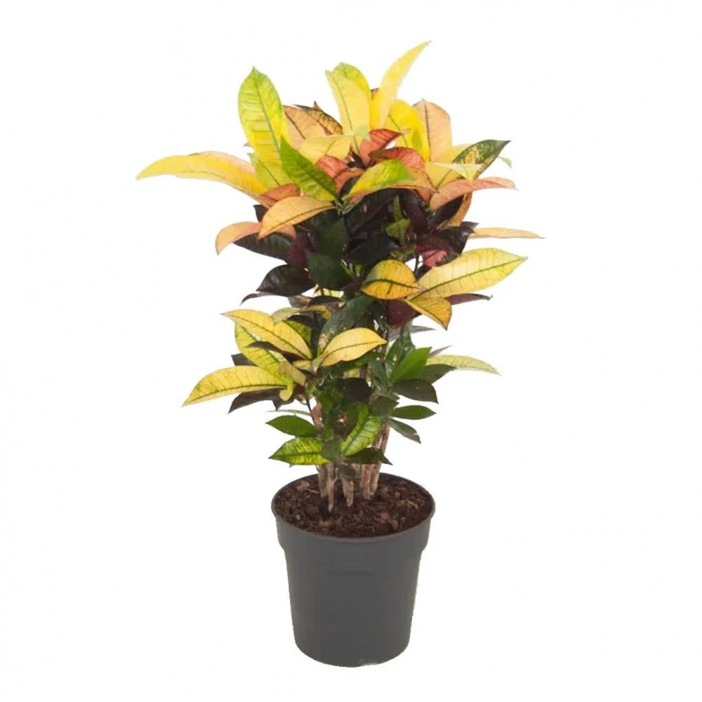 Croton Codiaeum Variegatum Mrs. Iceton, 100 cm, planta de apartament exotica cu frunze rosii portocalii galbene