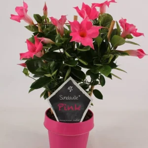 Sundaville - Dipladenia roz Classic Pink H40 cm (flori parfumate)