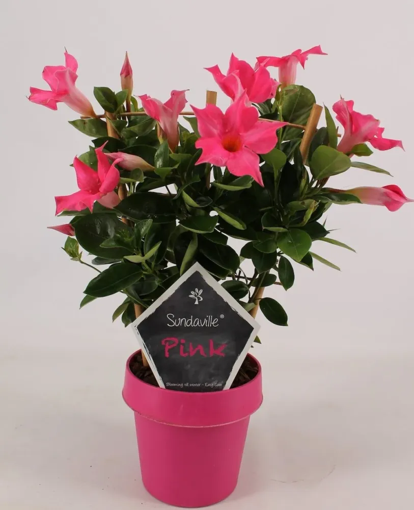 Sundaville - Dipladenia roz Classic Pink H40 cm (flori parfumate)