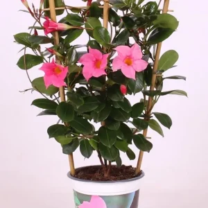 Sundaville - Dipladenia roz Coral Pink H40 cm (flori parfumate)