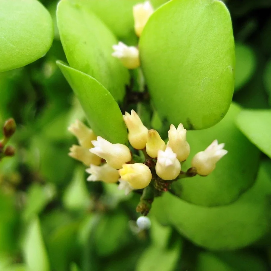Dischidia sp. Geri