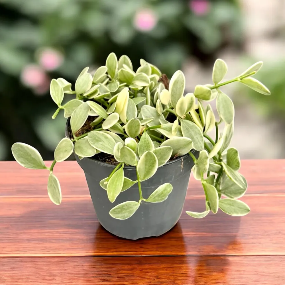 Dischidia oiantha 'Variegata' (White Diamond)