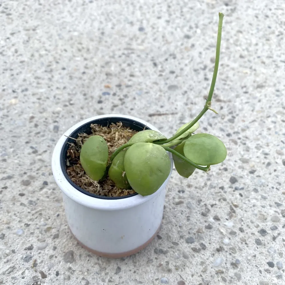 Dischidia Vidalii x Sp. Camiguin Island