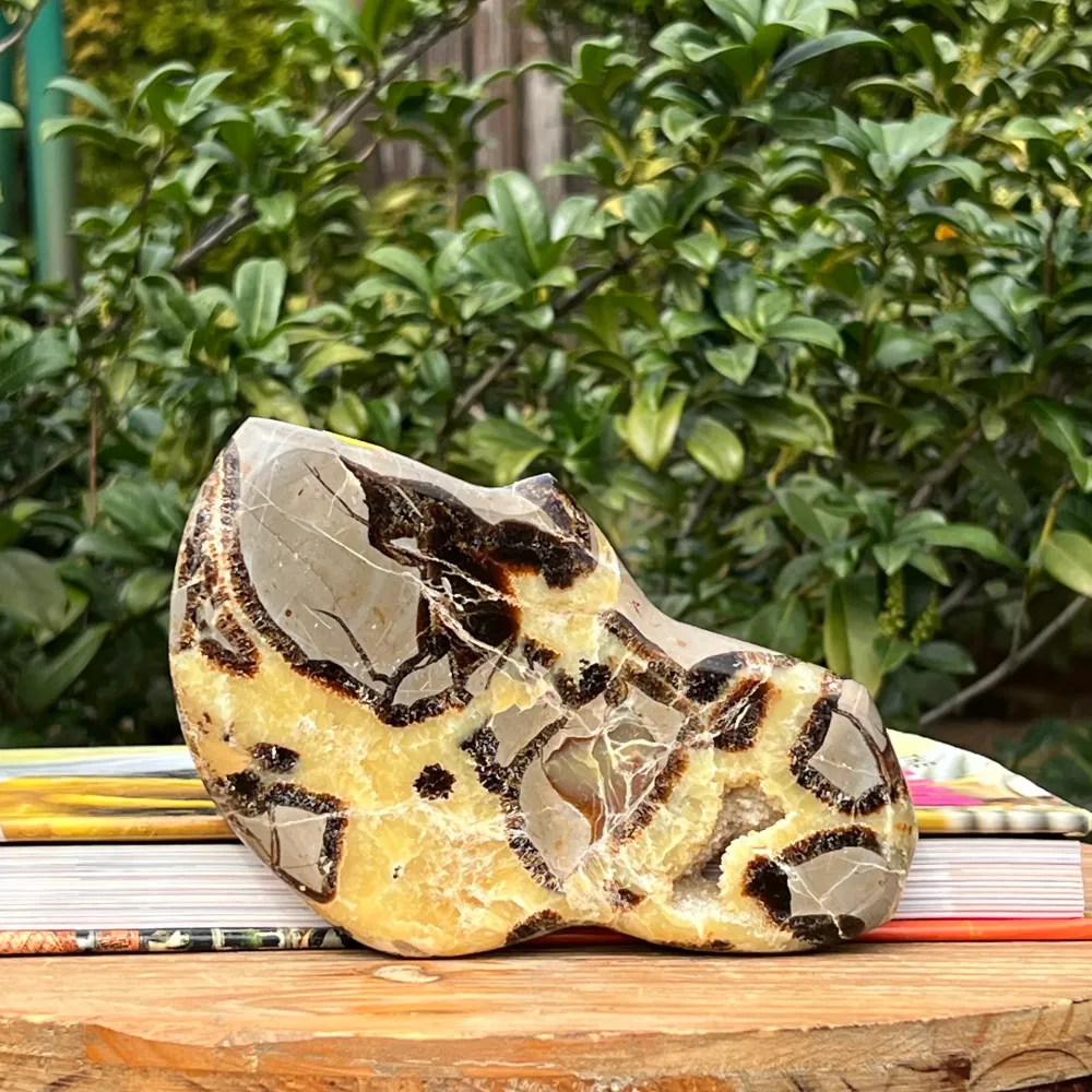 Felie septaria XL m2