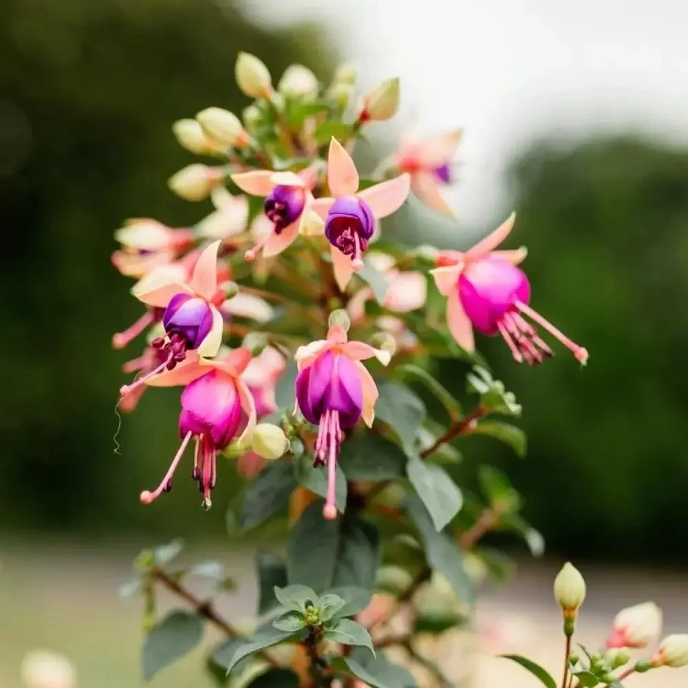 Copacel Cercelus (Fuchsia) Ellebel, 90 cm, cu flori roz-violet duble, prefera semiumbra
