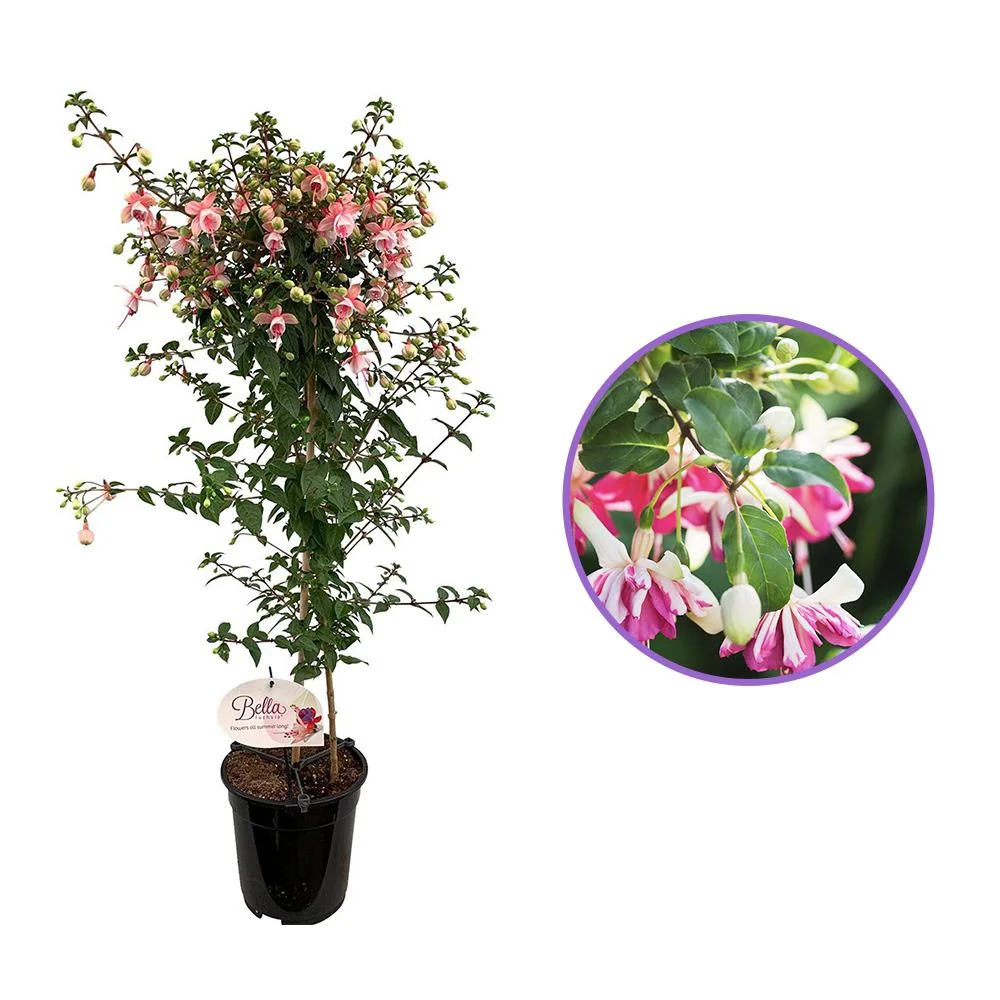 Copacel Cercelus (Fuchsia) Elma, 75 cm, cu flori roz-violet duble pentru terasa si gradina, prefera semiumbra