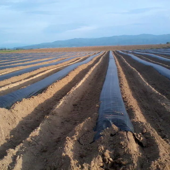 Folie de mulcire neperforată Grosime 15 microni; Dimensiune 1.0x1000m.