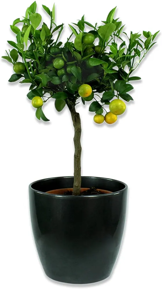 Ghiveci plante rotund Ceramic Scheurich Ø 19 cm, H17 cm, Negru
