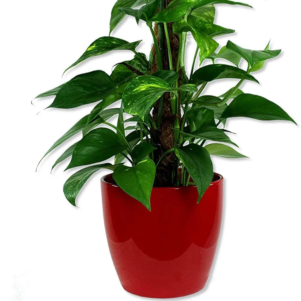 Ghiveci plante rotund Ceramic Scheurich Ø 19 cm, H17 cm, Rosu