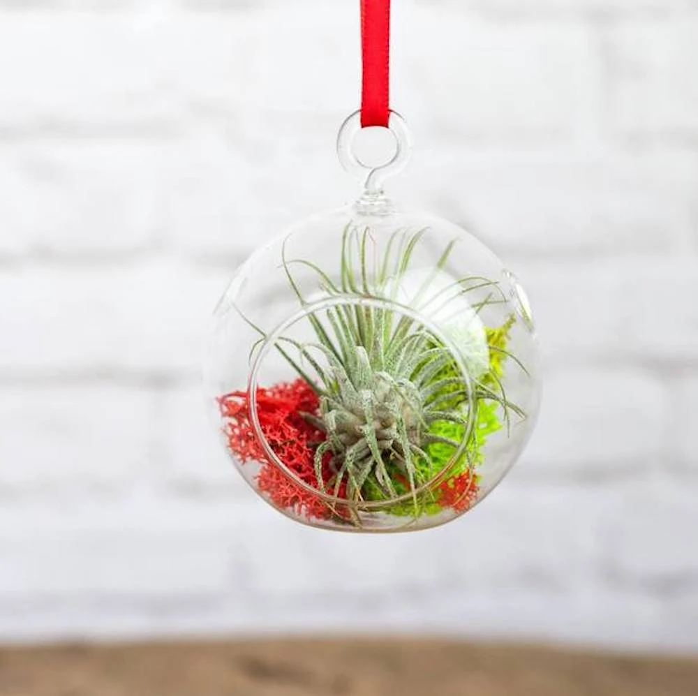 Glob de sticla cu planta aeriana si moss colorat