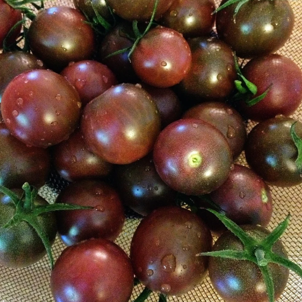 Seminte Tomate Black Cherry 0.2g