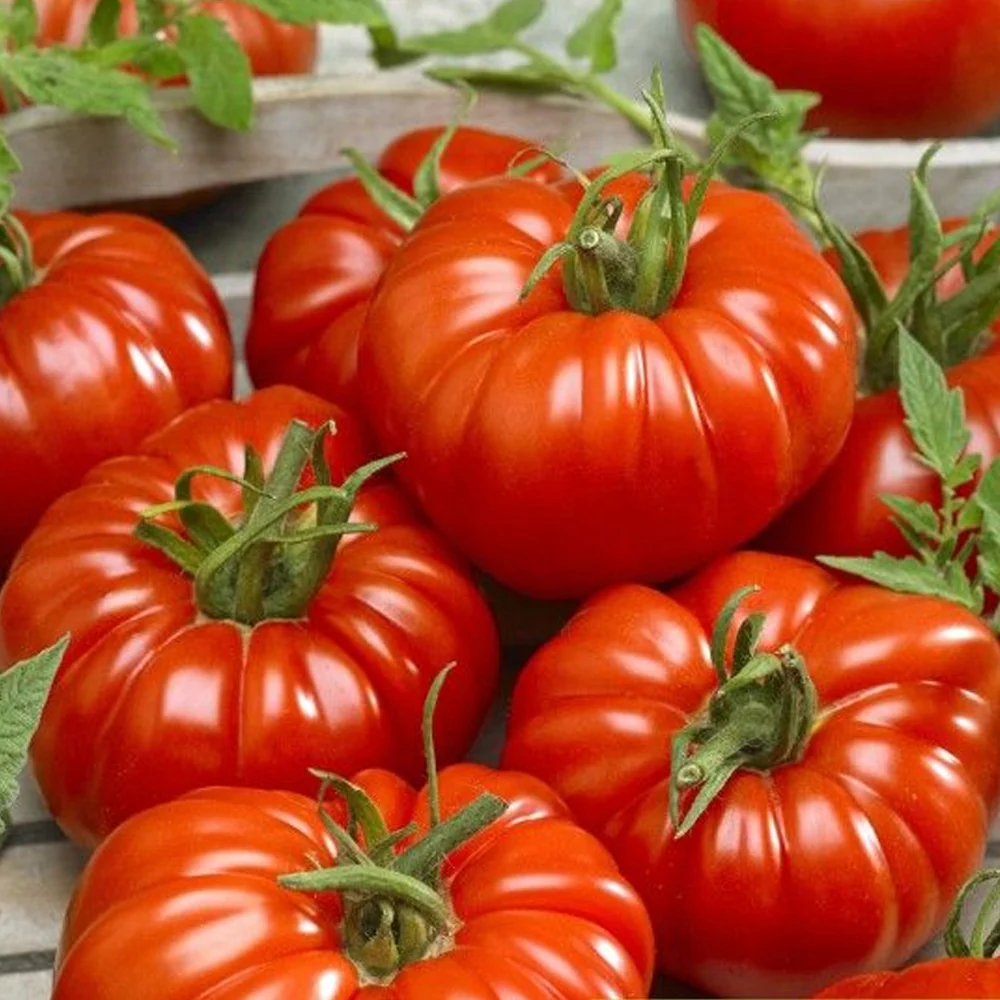 Seminte Tomate Marmande 10g