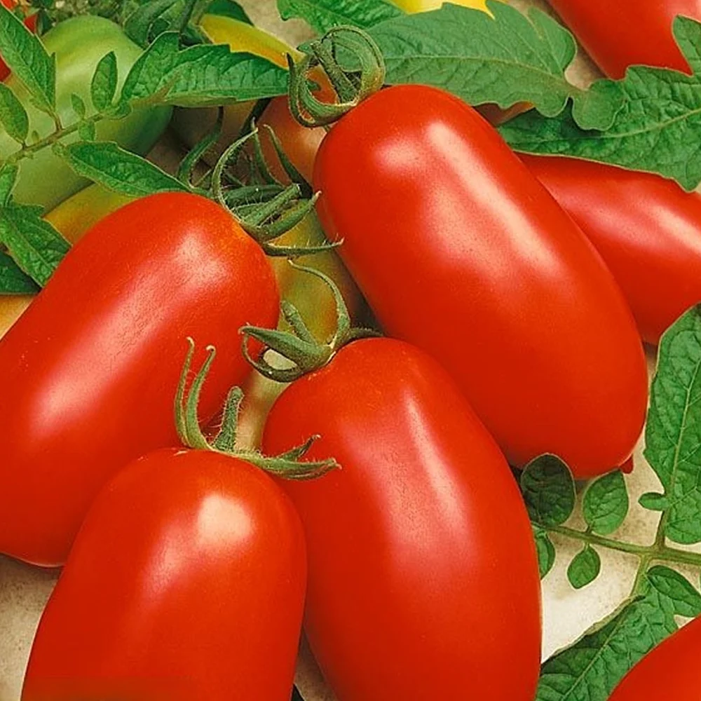 Seminte Tomate Rio Grande 10 g