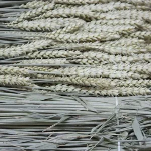 Spice de grau uscate – decor natural si rustic, set de 5 buc
