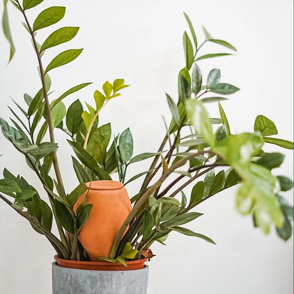Vas de auto-udare plante "Noapte Albastra" LUTOYA, decorativ, ceramic, lut, natural, 700 ml