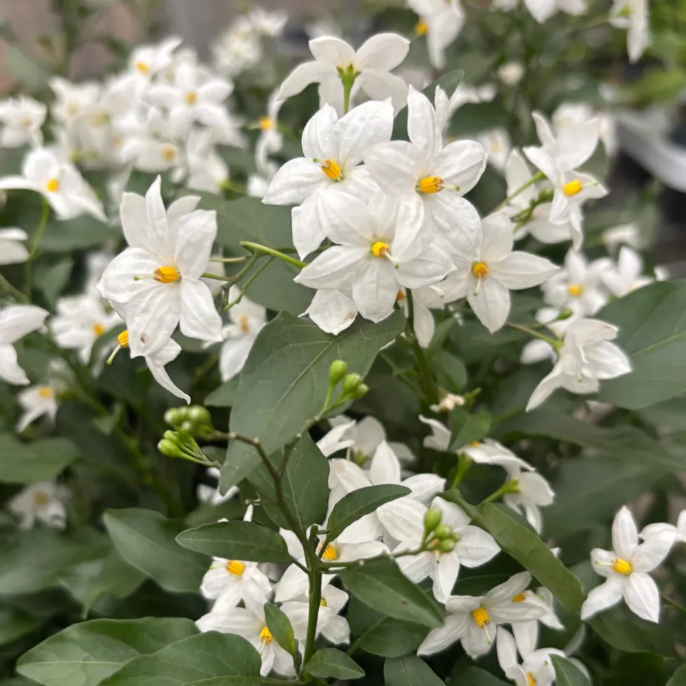 Solanum jasminoides - iasomie cataratoare cu inflorire abundenta